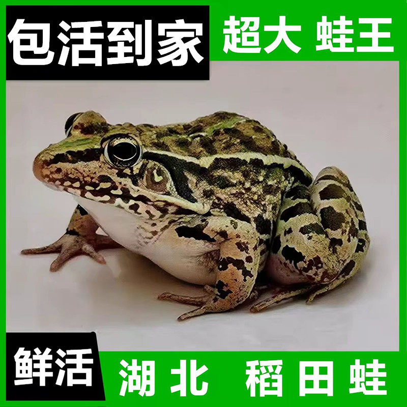 超大稻田蛙田鸡鲜活现杀青蛙肉