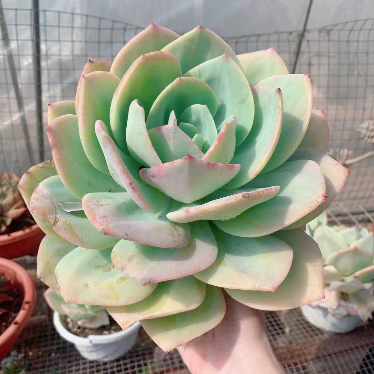 白凤多肉植物大单头粗桩好养肉肉阳台美观净化空气防辐射绿植盆栽