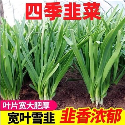 791雪韭王种子 抗病速长香白根大宽叶韭菜种子菜园四季蔬菜籽种子