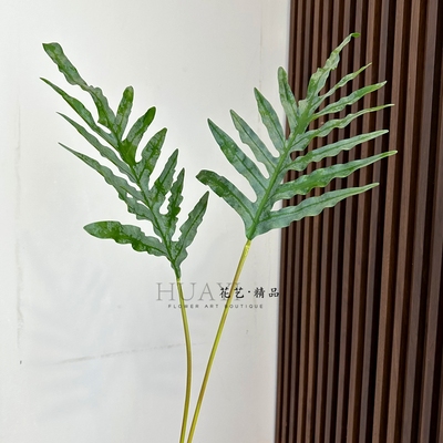 仿真绿植春雨叶金角叶南星蕨叶