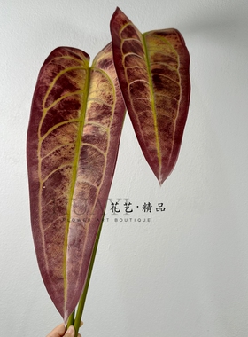 仿真大彩叶芋热带植物家居插花配饰摄影道具玄关装饰绿叶
