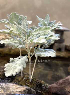 花艺精品仿真羊角叶单只