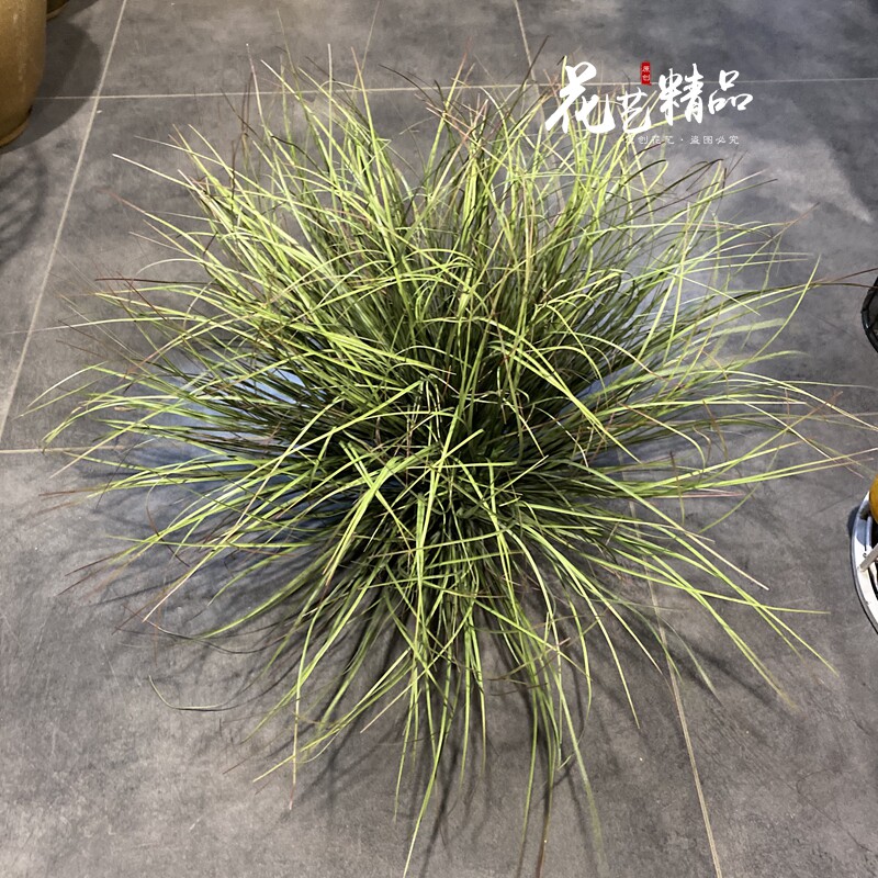 仿真草团草丛卢苇草菖蒲草灌木丛线条型植物绿植装饰仿真地被水草