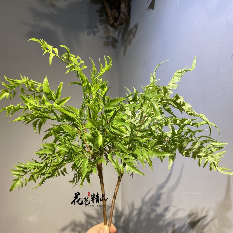高品质软胶带根须蕨叶波士顿肾蕨草排草波斯草植物花箱花槽插花