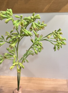 仿真袋鼠爪森系仿真绿植枝条装饰摆件家居氛围感配叶多肉小树枝