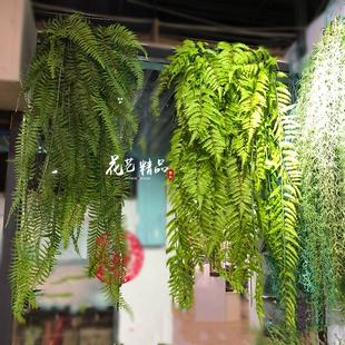 鱼尾葵波斯草波士顿蕨草排骨草地被仿真蕨类植物壁挂吊兰盆景花墙
