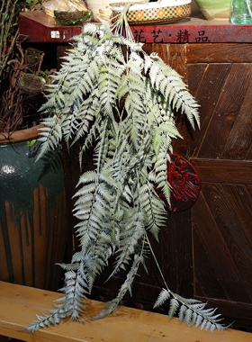 带白霜悬挂植物蕨草仿真蕨类植物屋顶墙面装饰壁挂造景波士顿草