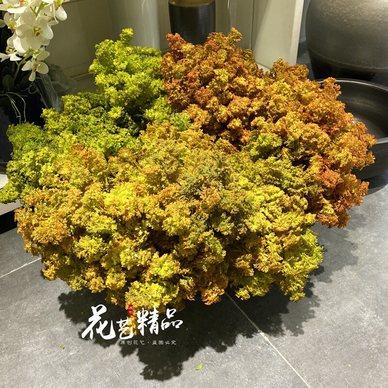 仿真苔藓青苔植物墙素材插花造景假草坪草丛生态背景橱窗白发藓