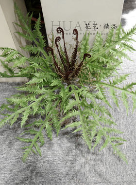 大卷蕨叶蕨草鱼缸爬宠仿真植物波斯草狼尾蕨波士顿草美陈布置装饰