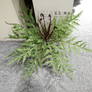 带根据大卷蕨叶蕨草仿真植物波斯草狼尾蕨波士顿草美陈布置装饰性