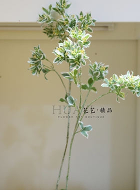 仿真高山草白边叶银叶菊草假花高枝手捧花配叶渐变色白绿叶材