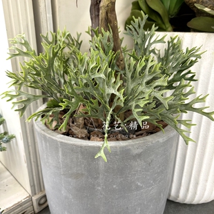 把束鹿角蕨草仿真植物花盆花箱地被造景绿植家居插花绿化花园装饰