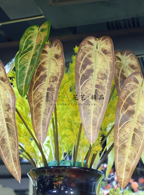 彩色单片大花烛叶热带造景插花大叶子仿真芋叶彩芋黑天鹅