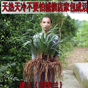 建兰春兰蕙兰寒兰春剑九头兰四季 兰朵香精品兰花苗兰草盆栽花卉