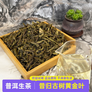 2023年昔归百年古树黄金叶冰糖甜花果香云南普洱茶生茶500g散茶装