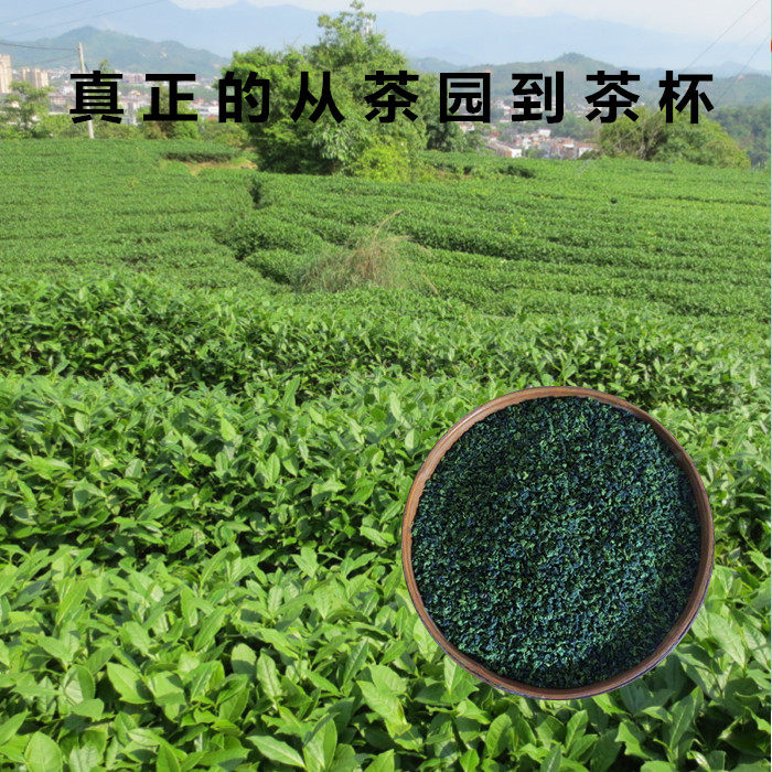 新茶安溪高山铁观音茶叶大众浓香型正品特价秒杀包邮