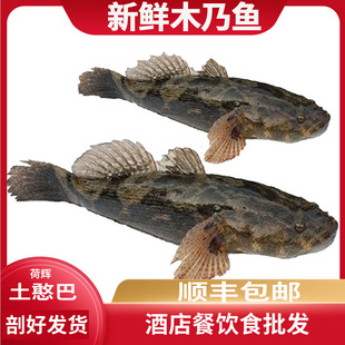木奶鱼虎头沙塘鱼呆子鱼冷冻剖好河鱼无刺淡水木乃鱼土憨巴鱼顺丰