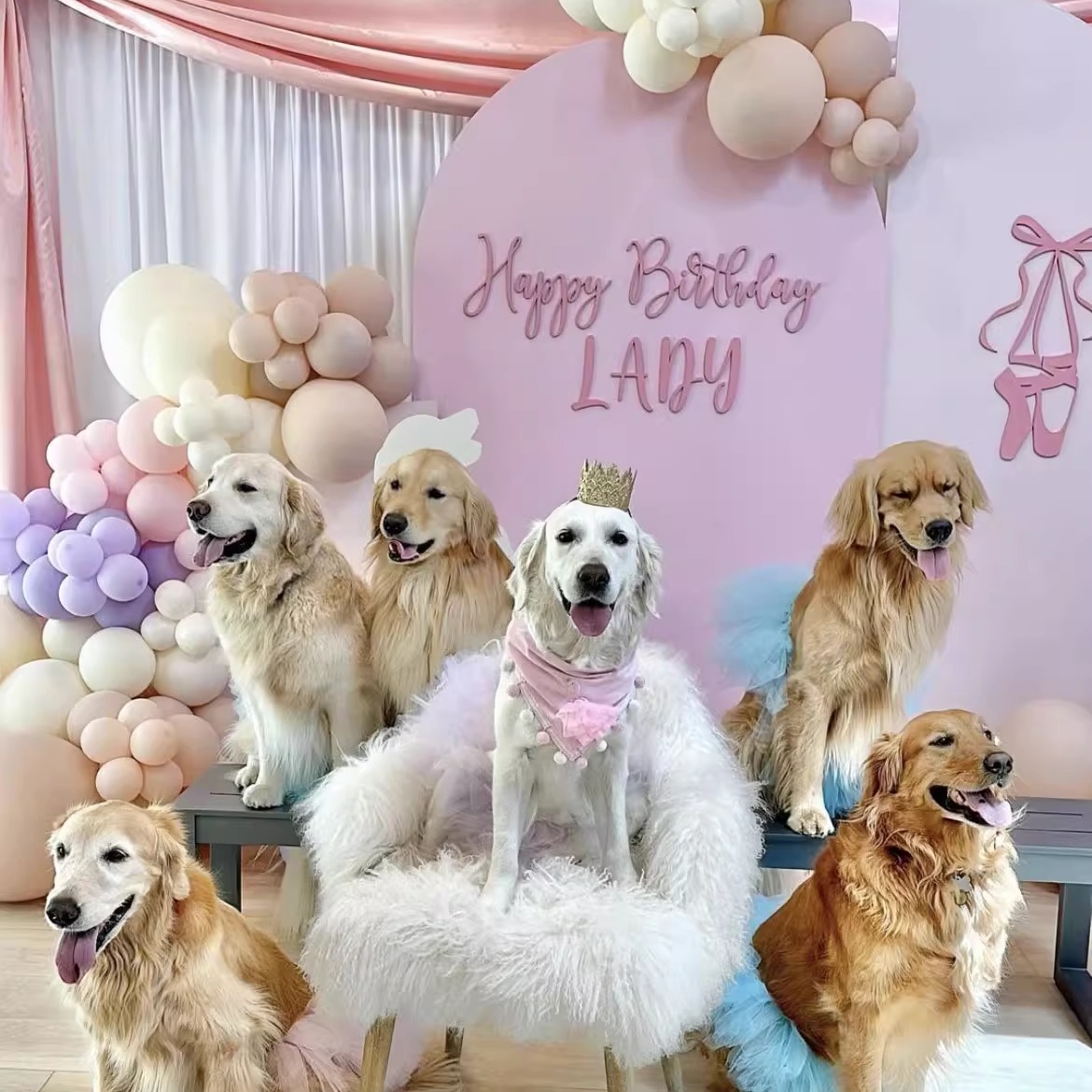 宠物狗狗生日派对上门布置