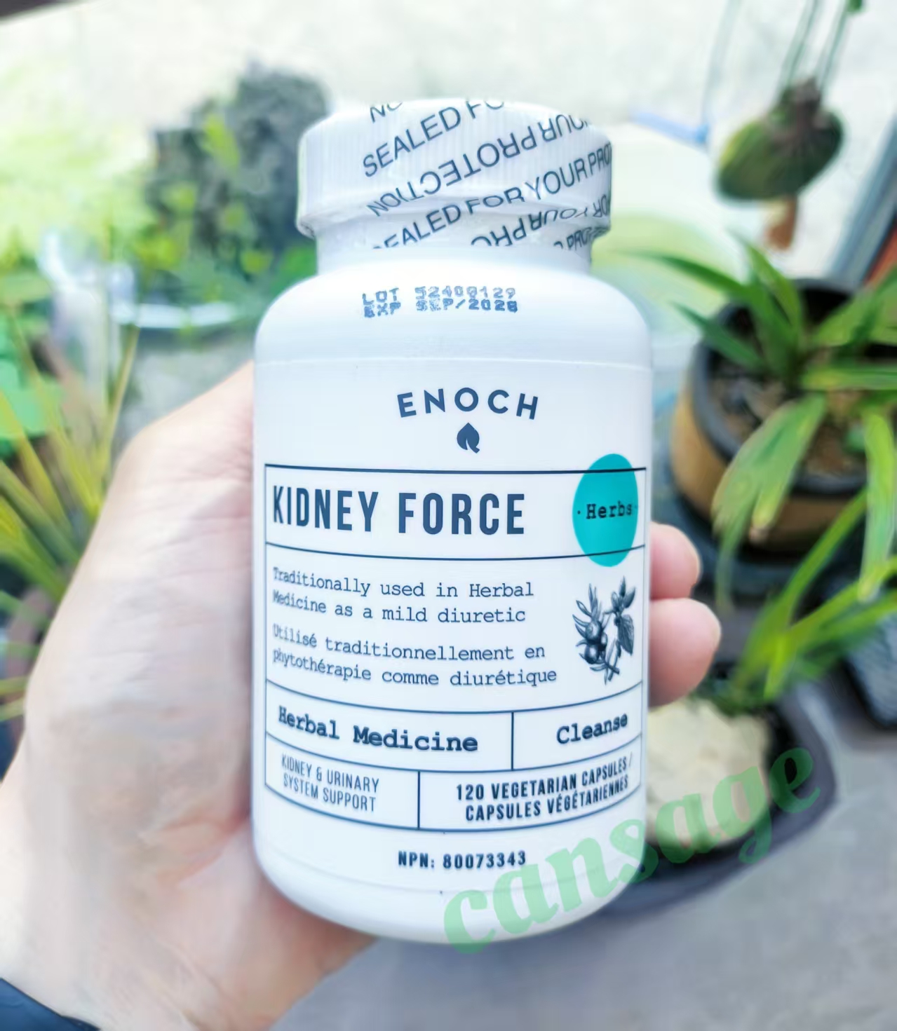 加拿大enochforce肾泌胶囊