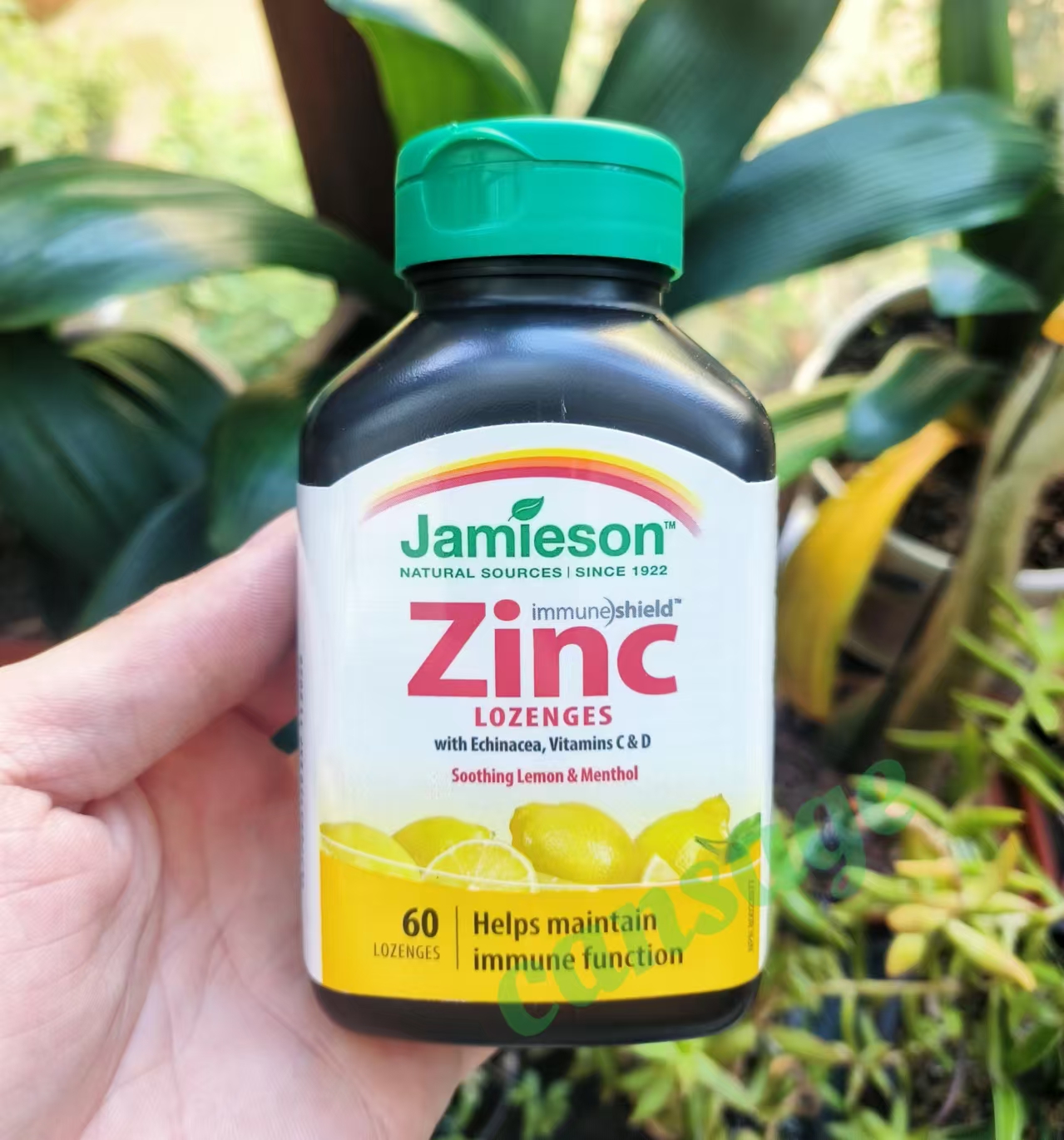 代购 加拿大Jamieson健美生锌+维生素C+维D润喉糖含片 柠檬 60粒