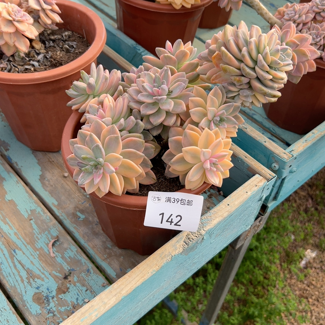 142,鲜花速递/花卉仿真/绿植园艺,多肉植物,淘宝优惠券,粉丝福利购,淘宝优惠卷