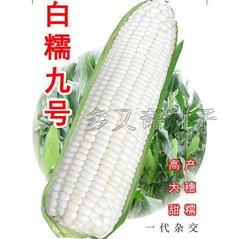 白糯9号玉米种子 春夏大棒皮薄家庭园艺种子