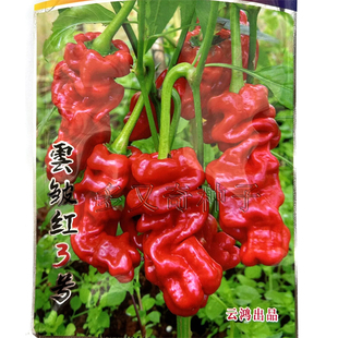 云皱红3号辣椒种子 西南地区春季播青红两皱皮辣椒籽皮厚蔬菜种子