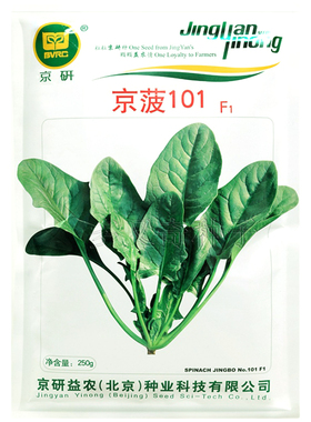 京菠101菠菜种子 早熟越冬深绿色抗病菠菜籽 农科院蔬菜种子250g