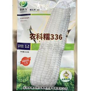 农科糯336玉米种子 春播甜加糯白糯玉米种子皮薄口感甜糯鲜食玉米