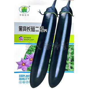 黑亮长茄二号茄子种子 春秋播早熟黑亮茄子蔬菜籽优质丰产不早衰