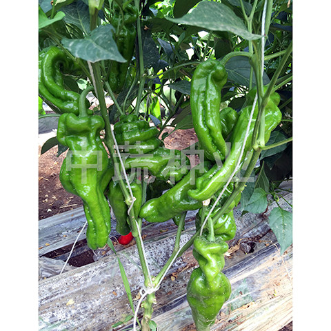 中椒309号辣椒种子 早熟抗病肉菠香辣粗牛角椒种子 中蔬辣椒种子,鲜花速递/花卉仿真/绿植园艺,家庭园艺种子,淘宝优惠券,粉丝福利购,淘宝优惠卷