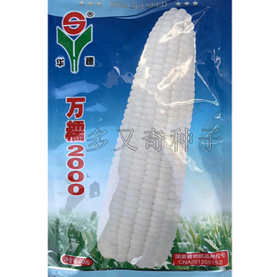 万糯2000玉米种子 春播长筒形白糯玉米种子薄皮甜糯口感好不返生