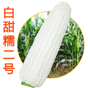 白甜糯2号3号京糯1号白糯9号奇彩甜糯玉米种子彩糯黄糯甜玉米种子