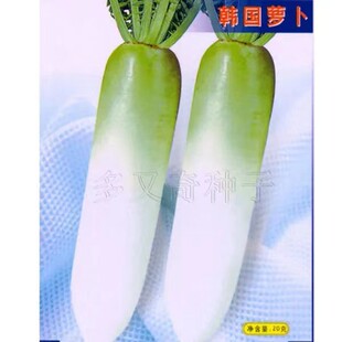 韩国萝卜种子 青首萝卜种子云南夏花叶秋萝卜籽肉质甜脆 蔬菜种子