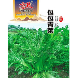 包包青菜种子 秋冬播突瘤厚宽柄花叶包包芥菜种子酸菜种子蔬菜籽