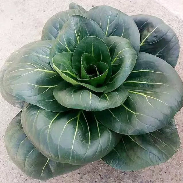 黑帅墨绿色油菜种子 春秋矮脚卵圆叶耐寒耐抽薹叶柄绿色青梗菜籽