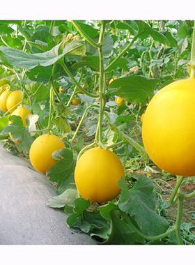 IVF117甜瓜种子 春播厚皮黄皮肉浅桔红色香瓜水果种子农科院种子