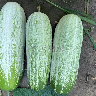 泰香黄瓜种子  土黄瓜爬地瓜旱黄瓜种子皮薄脆甜瓜香味浓生食加工