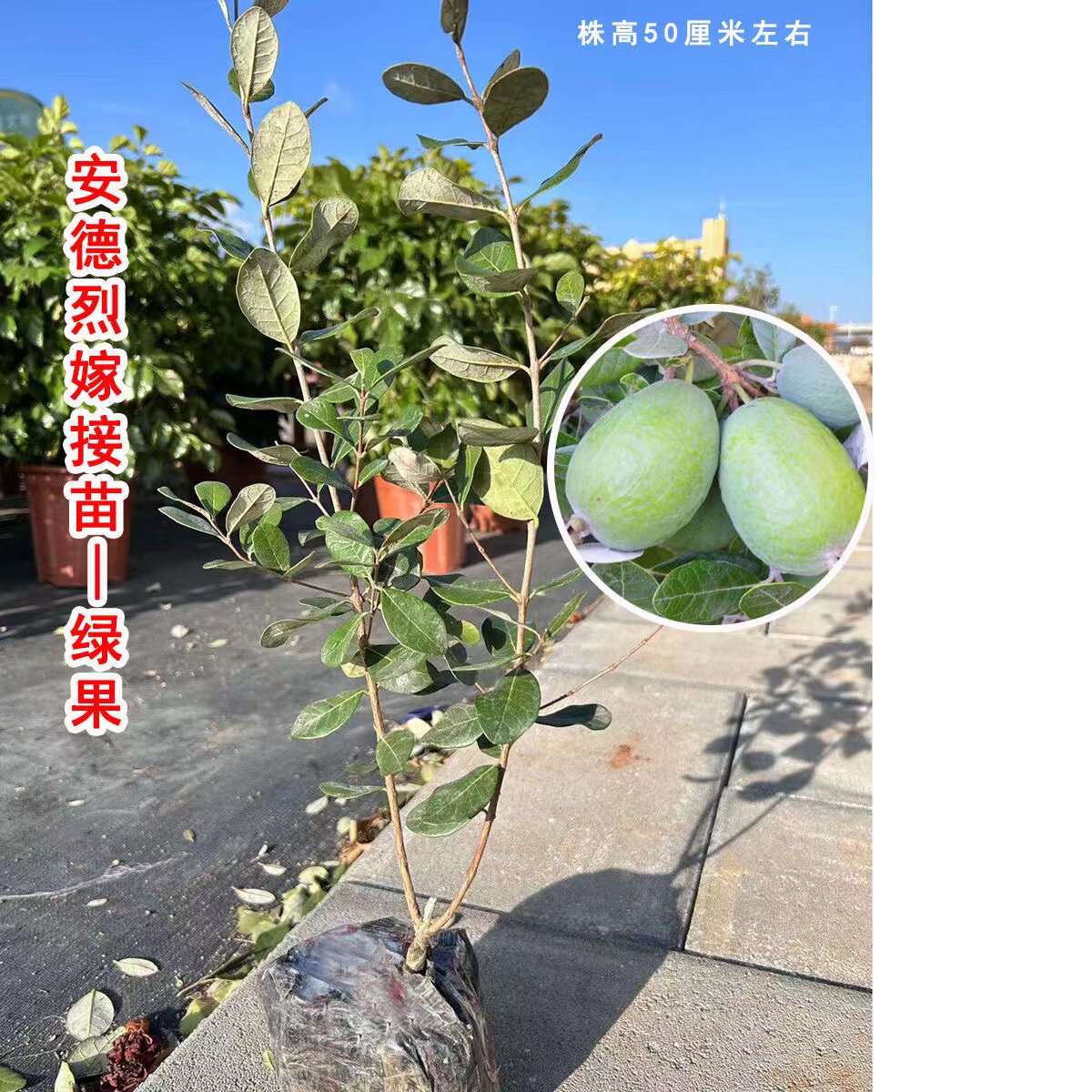 菲油果费约果斐济果嫁接苗 安德烈品种当年结果50厘米左右果树苗