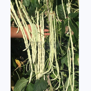 白雪公主豇豆种子|春夏秋播短粗白色豇豆耐老耐高温干旱豆角种子