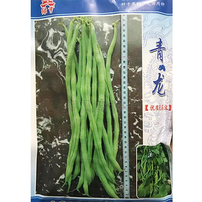 青龙架豆种子  无筋架豆种子 四季豆种子 菜豆种子 春秋蔬菜种子