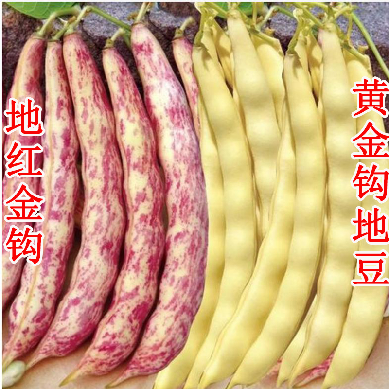 黄金钩架豆地豆种子红金钩地豆种子 东北春播菜豆角种子蔬菜种子