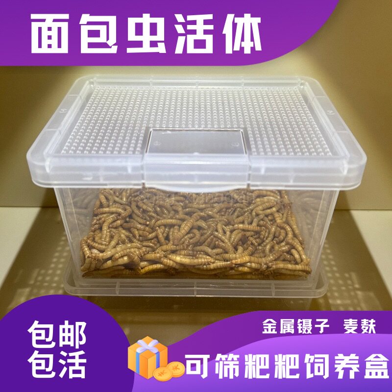 面包虫活虫黄粉虫活虫守宫蜥蜴蜘蛛仓鼠乌龟八哥画眉鸟食饲料钓鱼