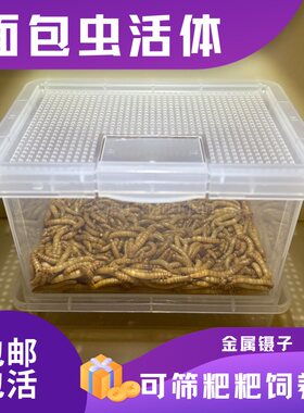 面包虫活虫盒装发货可筛虫粑粑盒