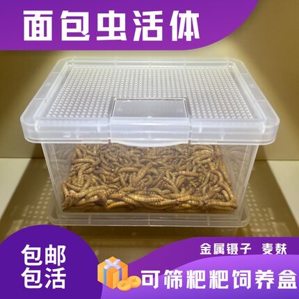 面包虫活虫黄粉虫活虫守宫蜥蜴蜘蛛仓鼠乌龟八哥画眉鸟食饲料钓鱼
