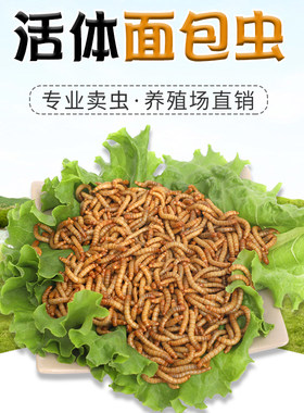 面包虫活虫八哥守宫仓鼠乌龟饲料