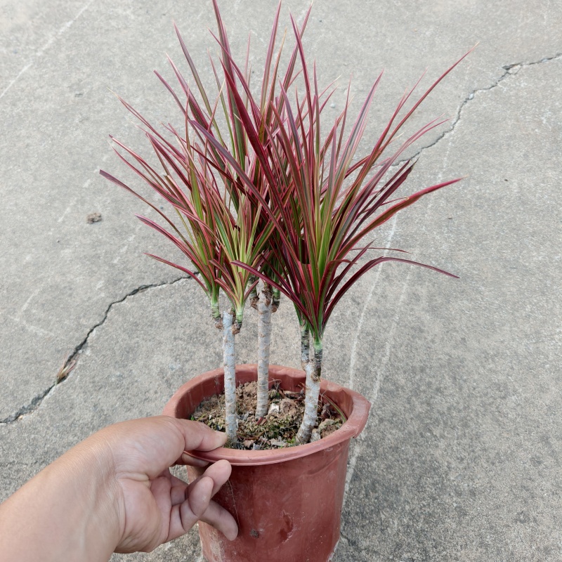 水培植物花卉千年木七彩铁