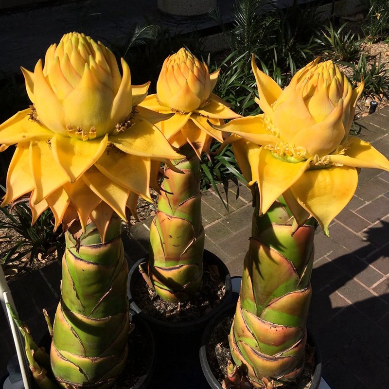 地涌金莲 千瓣莲佛陀花庭院阳台花园花卉盆栽绿植景观树250天花期