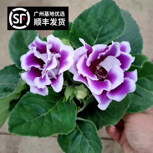 芙蓉花盆栽室内价格 芙蓉花盆栽室内图片 星期三