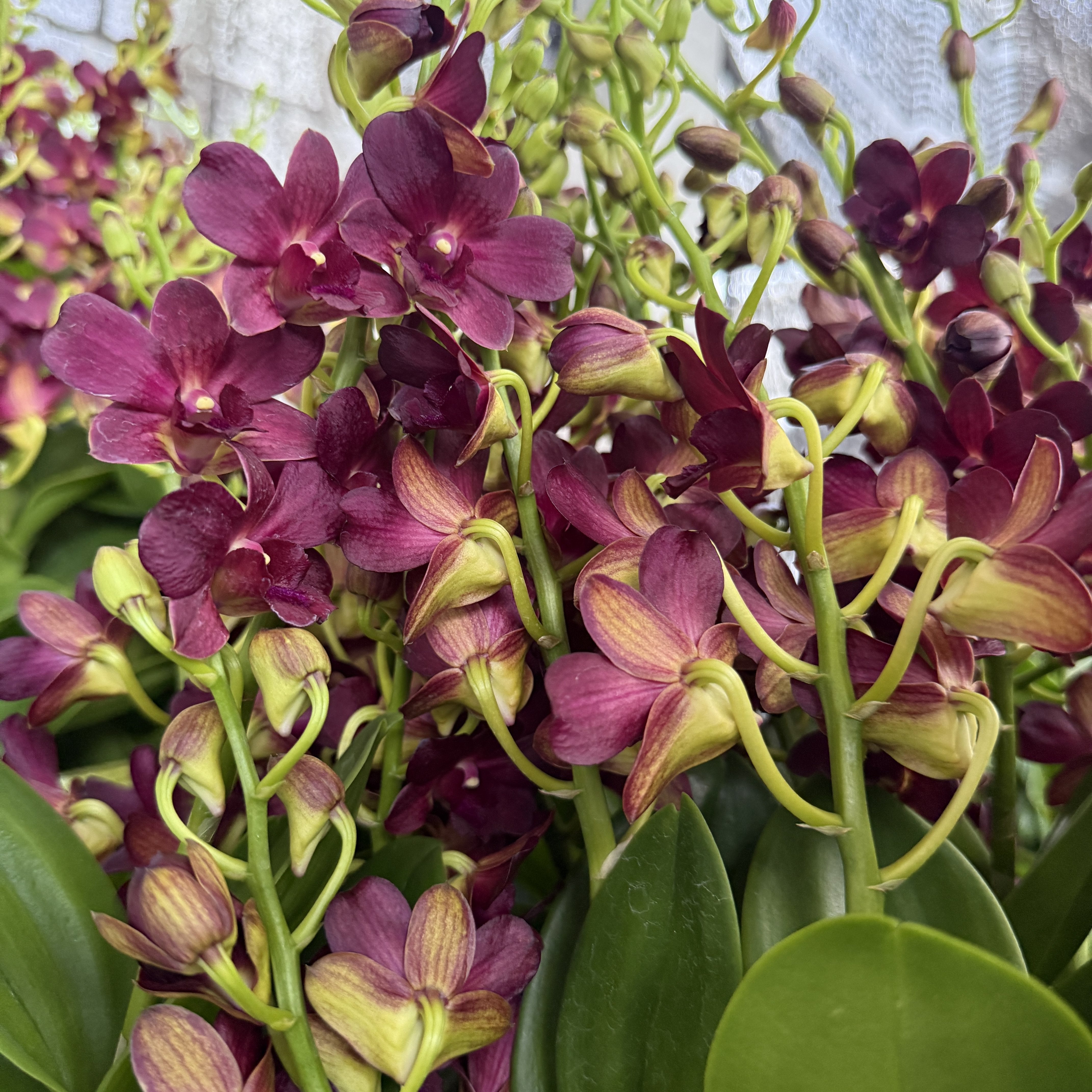 【忘言园艺3】泰秋石斛兰D.vine kiss 藤之吻 紫红色经典丰花品种